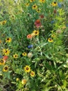 Beautiful colorful wildflowers in Virginia United States