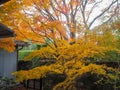 Beautiful colorful yellow maple trees in japanese temple garden for background Royalty Free Stock Photo