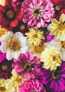 zinnia and dahlia flowers in full bloom Royalty Free Stock Photo