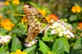 Beautiful ColorFull Butterfly on the flower Royalty Free Stock Photo