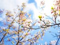 Beautiful and colorfull Cherry blossom, sakura Royalty Free Stock Photo