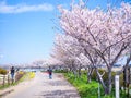 Beautiful and colorfull Cherry blossom, sakura Royalty Free Stock Photo