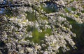 Beautiful and colorfull Cherry blossom, sakura. Spring with nice blue sky. Green background. Royalty Free Stock Photo