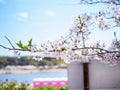 Beautiful and colorfull Cherry blossom, sakura Royalty Free Stock Photo