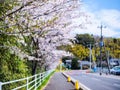 Beautiful and colorfull Cherry blossom, sakura Royalty Free Stock Photo