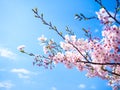 Beautiful and colorfull Cherry blossom, sakura Royalty Free Stock Photo
