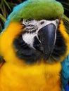 Beautiful colorfull parrot bird