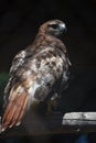 Beautiful Tail on the Red Tail Hawk Royalty Free Stock Photo