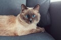 Colorpoint blue-eyed cat lying on couch sofa