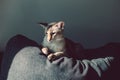 Beautiful colorpoint blue-eyed oriental breed cat lying on couch sofa looking away.