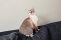 Colorpoint blue-eyed oriental breed cat sitting on couch sofa looking at camera.