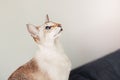 Beautiful colorpoint blue-eyed oriental breed cat sitting on couch sofa looking up.