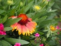 The beautiful colors of the Arizona Sun Blanket Flower