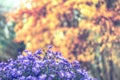 Beautiful colors of Autumn season yellow red leaves and juicy violet lilac flowers. Natural soft background of fall landscape Royalty Free Stock Photo
