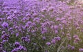 Beautiful colors of fresh purple flowers  blossom, Violet lavender fields background Royalty Free Stock Photo