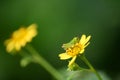 Beautiful colors of Green grasshopper on a yellow flower Royalty Free Stock Photo