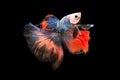 Halfmoon Betta capture the moving moment beautiful of siam betta fish in thailand on black background Royalty Free Stock Photo