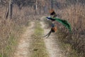 Peacock Fight in Breeding Season