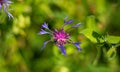 The Centaurea flower shines in the sun Royalty Free Stock Photo