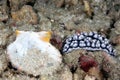 The beautiful colors of nudibranches