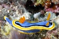 The beautiful colors of nudibranches