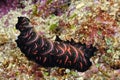 The beautiful colors of nudibranches