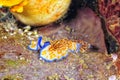 The beautiful colors of nudibranches