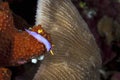 The beautiful colors of nudibranches