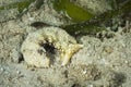 The beautiful colors of nudibranches