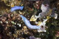 The beautiful colors of nudibranches