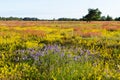 Beautiful colors by summertime in a swedish nature reserve