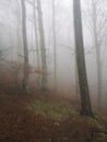 First Spring Days Mountain Forest in Fog / Uchka, Istria, Croatia