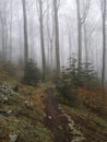 First Spring Days Mountain Forest in Fog / Uchka, Istria, Croatia