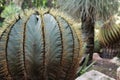 Beautiful and Colossal cactus in the garden Royalty Free Stock Photo