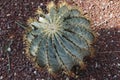 Beautiful and Colossal cactus in the garden Royalty Free Stock Photo