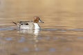 A male northern pintail Anas acuta  swimming on a sunny day in a lake in Germany Royalty Free Stock Photo