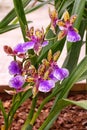 Beautiful coloured orchid, Poul Moestrup Romy. Royalty Free Stock Photo