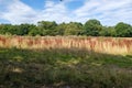 Beautiful coloured plants found in Hampstead heath