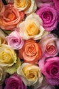 Beautiful coloured rose roses glistering with dew water droplet. flat lay top view. seamless Royalty Free Stock Photo