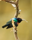 Beautiful coloured Splendid Sunbird perched on a bare stem Royalty Free Stock Photo