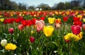 Beautiful coloured tulips in the Netherlands