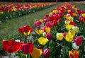 Beautiful coloured tulips in the Netherlands