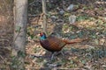 Beautiful coloured wild pheasant in a deciduous forest.