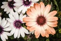 Beautiful Colourful African Daisies