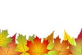 Beautiful colourful autumn leaves, back to school stock vector illustration background