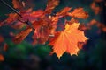 Beautiful colourful autumn leaves. Seasonal natural background. Fall time Royalty Free Stock Photo