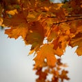 Beautiful colourful autumn leaves. Seasonal natural background. Fall time Royalty Free Stock Photo