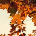 Beautiful colourful autumn leaves. Seasonal natural background. Fall time Royalty Free Stock Photo