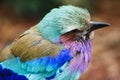 A beautiful, colourful bird Royalty Free Stock Photo