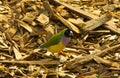 Beautiful Colourful Bird Royalty Free Stock Photo